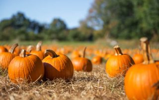Photo of a pumpkin patch: one of the best fall activities in Pennsylvania