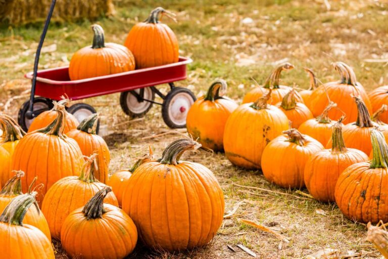 Photo of pumpkins at patch during Lancaster fall festivals