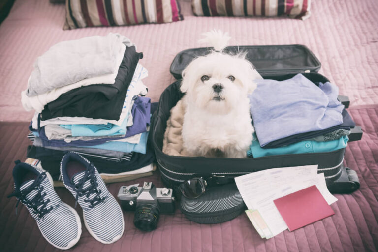suitcase packed with dog on bed: pet-friendly hotels in Harrisburg PA