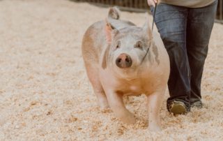photo of pig being shown at the annual farm show. Hotels near Pennsylvania Farm Show Complex