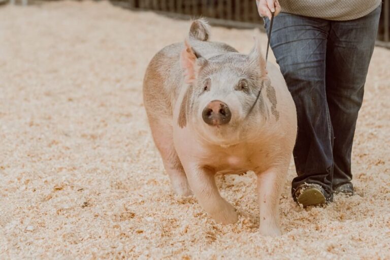 photo of pig being shown at the annual farm show. Hotels near Pennsylvania Farm Show Complex