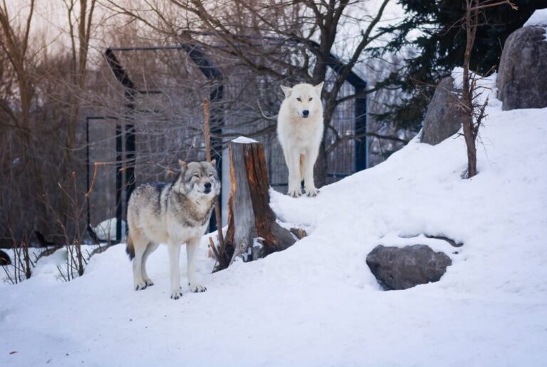 Wolves outside at ZooAmerica in Hershey PA