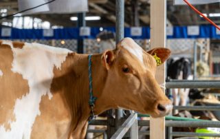 cow during event at the Pennsylvania farm show complex