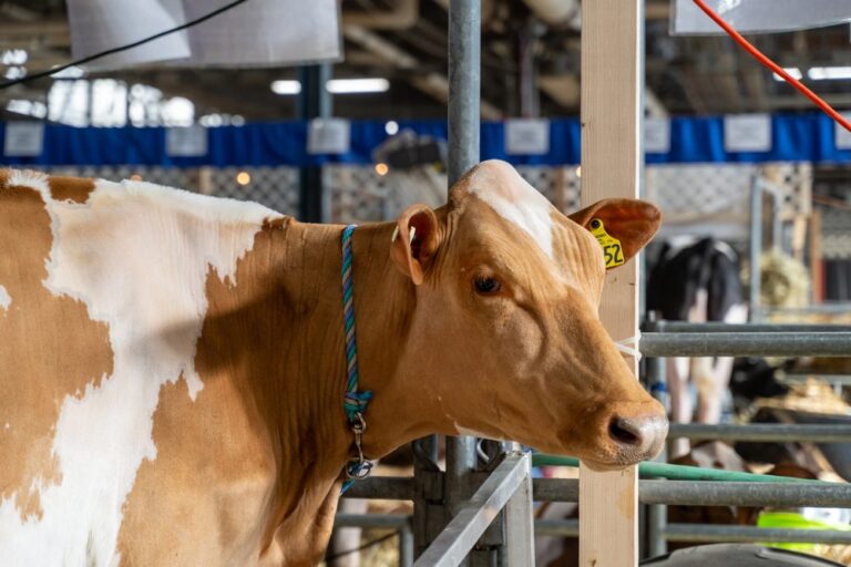 cow during event at the Pennsylvania farm show complex