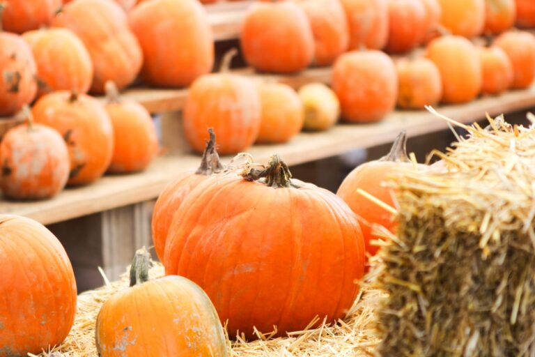 Pumpkins lined up during a Pennsylvania fall festival